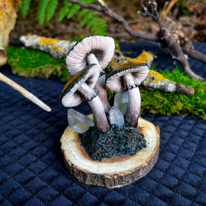Mushroom Display