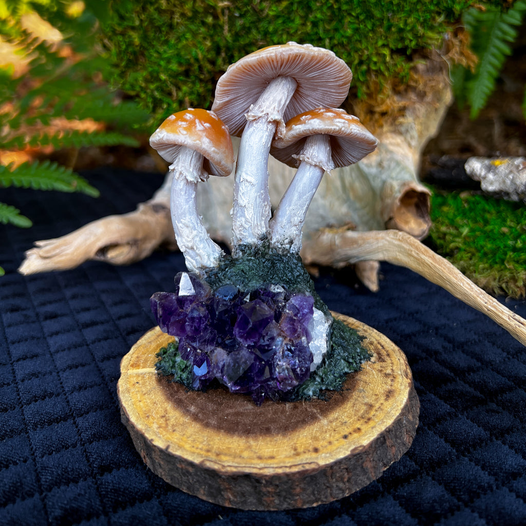 Amanita Gemmata Mushroom Display