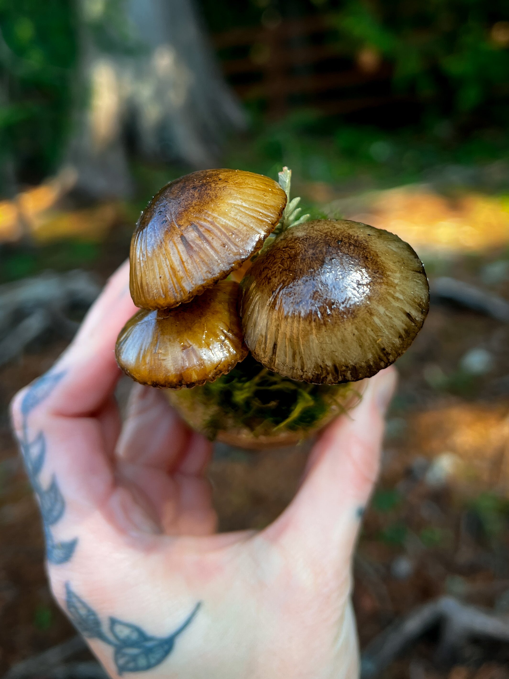 Mushroom Cloche